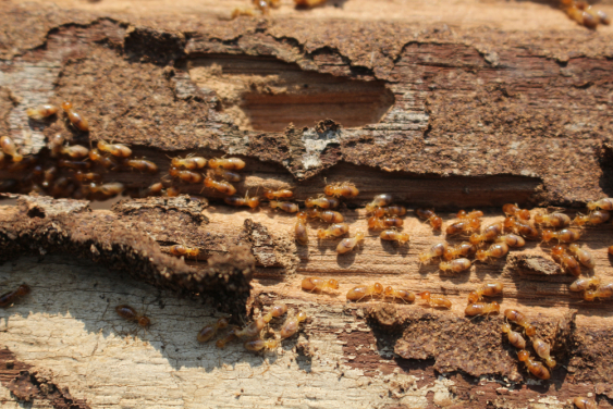 白蟻對保護健康的生態系統至關重要。圖片提供：shutterstock
